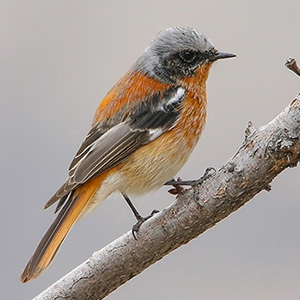 Rufous-backed Redstart